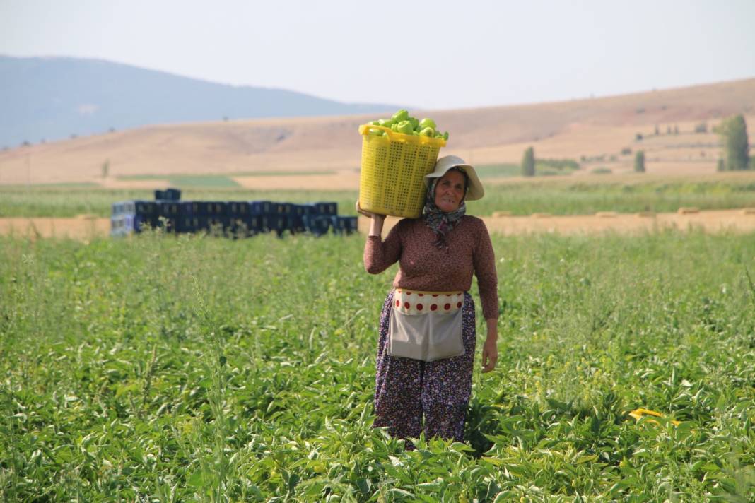 Arpa, nohut, şeker üretimiyle ünlü ilçede bu yıl ilk defa ekildi: Hasadı yüz güldürdü 9